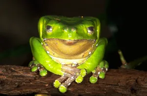 Amazon Rainforest Frogs Drucke: Giant green leaf frog
