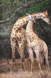 Southern Africa Nature Drucke: Giraffe