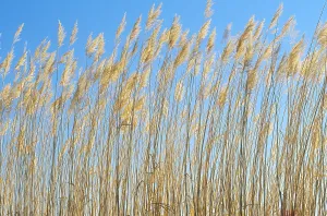 Bosque Del Apache Refuge Drucke: Grasses