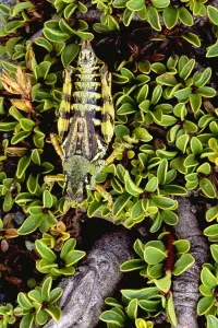 Insect Defense Mechanisms Drucke: Grasshopper