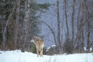 Canis Lupus Pictures Drucke: Gray Wolf