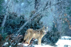 Canis Lupus Drucke: Gray Wolf at kill