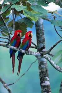 Tropical Rainforest Fauna Drucke: Green-winged macaws