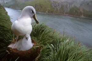 Young Bird Species Drucke: Grey-headed Albatross