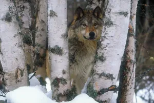 Canis Lupus Drucke: Grey wolf