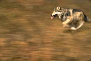 Gerahmter Druck : Grauer Wolf läuft.