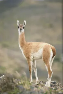 Outdoor Animal Photos Drucke: Guanaco