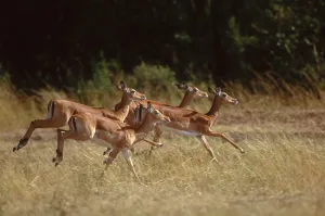 Aepyceros Melampus Species Drucke: Impala