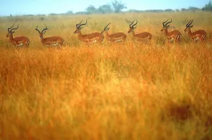 African Antelope Drucke: Impalas