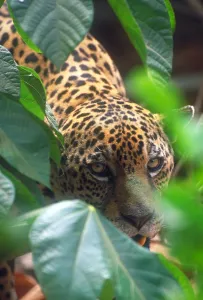 Big Cat Predators Drucke: Jaguar