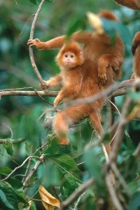 Indonesian Primates Drucke: Javan langur