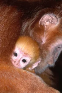 Primate Species Drucke: Javan langur with young