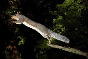 Springender Grauhaferschweinchen