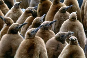 Antarctic Wildlife Photos Drucke: King Penguin Chicks