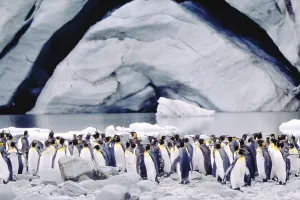King Penguin Colony Drucke: King Penguins