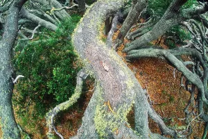 Volcanoes National Park Drucke: Koa forest