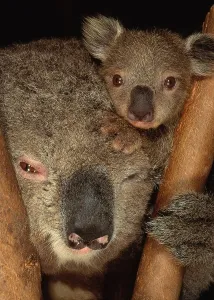 Wildlife Fauna Photos Drucke: Koala with Young