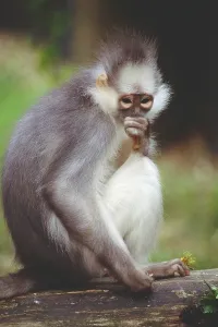 Tree Dwelling Animals Drucke: Leaf Monkey