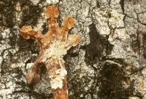 African Reptiles Drucke: Leaf-tailed Gecko foot