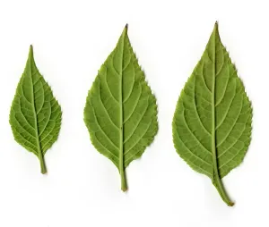 Lamiaceae Family Photos Drucke: Leaves of Diviner's Sage, underside view