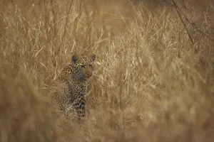 Panthera Pardus Habitat Drucke: Leopard