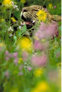 Panthera Pardus Images Drucke: Leopard
