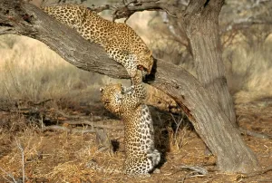 Panthera Pardus Species Drucke: Leopard (Panthera pardus)