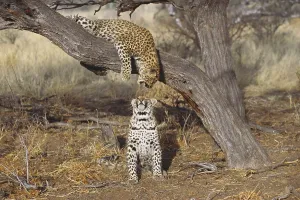 Panthera Pardus Images Drucke: Two leopards