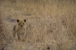 Southern African Animals Drucke: Lion Cub