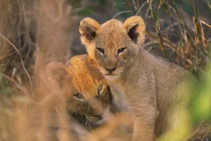 Panthera Leo Drucke: Lion Cubs