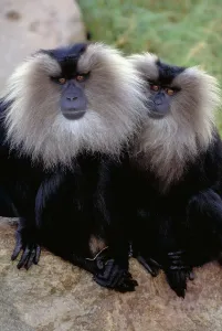 Lion Tailed Macaque Drucke: Lion tailed Macaque. India