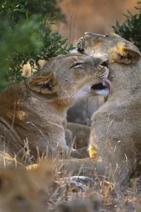 Outdoor Nature Scenes Drucke: Lioness