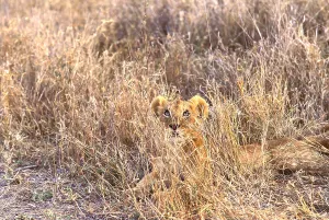 Panthera Leo Images Drucke: Lioness