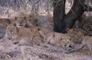 Panthera Leo Images Drucke: Lionesses and Cubs
