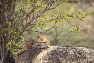 Lion Wildlife Photography Drucke: Two lions