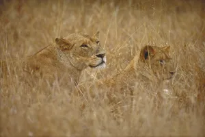 Big Cat Behavior Drucke: Two lions