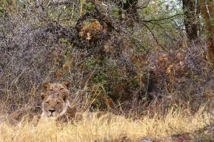 Panthera Leo Images Drucke: Two lions