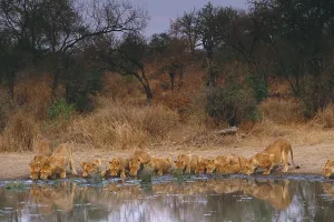 African Lions Drucke: Lions drinking