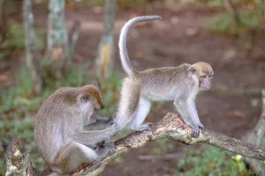 Borneo Wildlife Drucke: Long-Tailed Macaque