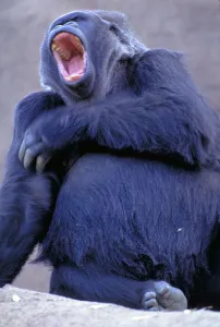 Endangered Primates Drucke: Lowland gorilla