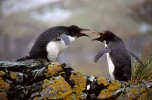 Macaroni Penguins Drucke: Macaroni Penguins Arguing