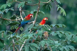 Peru Bird Species Drucke: Two Macaws
