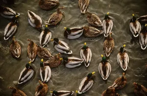 Mallard Ducks Drucke: Mallard Ducks