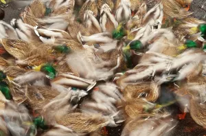Mallard Ducks Drucke: Mallard Ducks