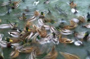 Wildlife Waterfowl Images Drucke: Mallards