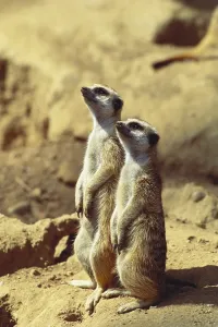 Suricata Suricatta Images Drucke: Two Meerkats