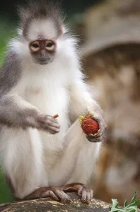 Primate Animals Drucke: Mitered Leaf Monkey