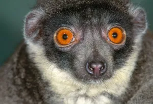 Mongoose Lemur
