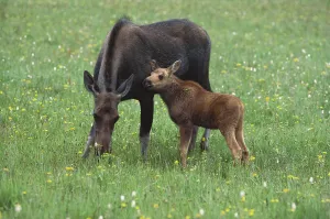 Outdoor Animal Pictures Drucke: Moose with calf