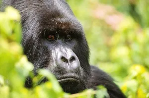 Rwanda Wildlife Drucke: Mountain gorilla, Rwanda